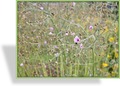 Hanfblättriger Eibisch, Althaea cannabina
